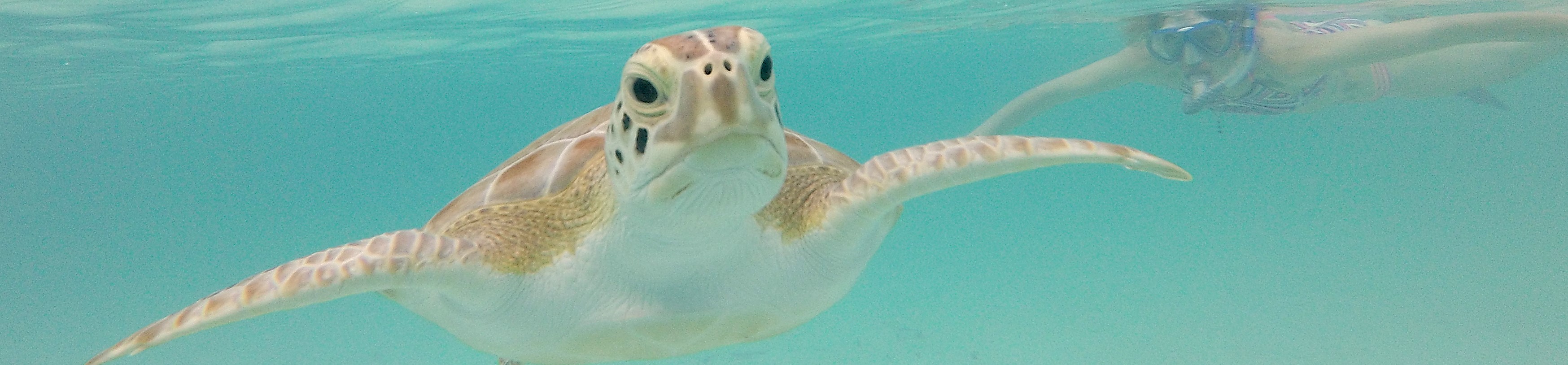 ABOUT EXUMA Turtles Nest Bahamas